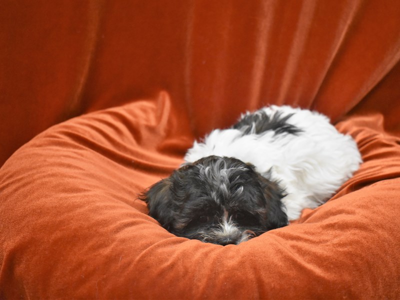Teddy Bear-DOG-Female-Black and White-3851308-Petland Dunwoody