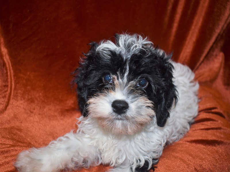 Cavapoo-DOG-Female-Black and White-3750651-Petland Dunwoody Puppies For Sale