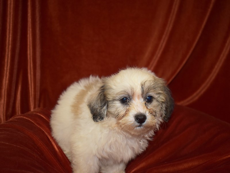 Teddy Bear-Female-White & Brown-3760950-Petland Dunwoody Puppies For Sale