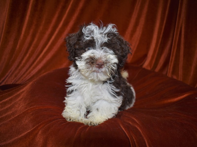 Havanese-DOG-Male--3788558-Petland Dunwoody Puppies For Sale
