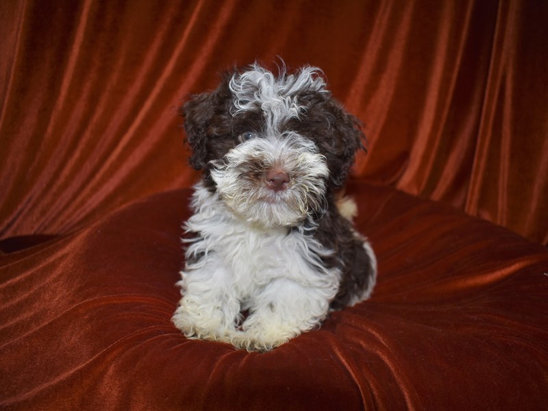 Havanese-Male--3788558-Petland Dunwoody