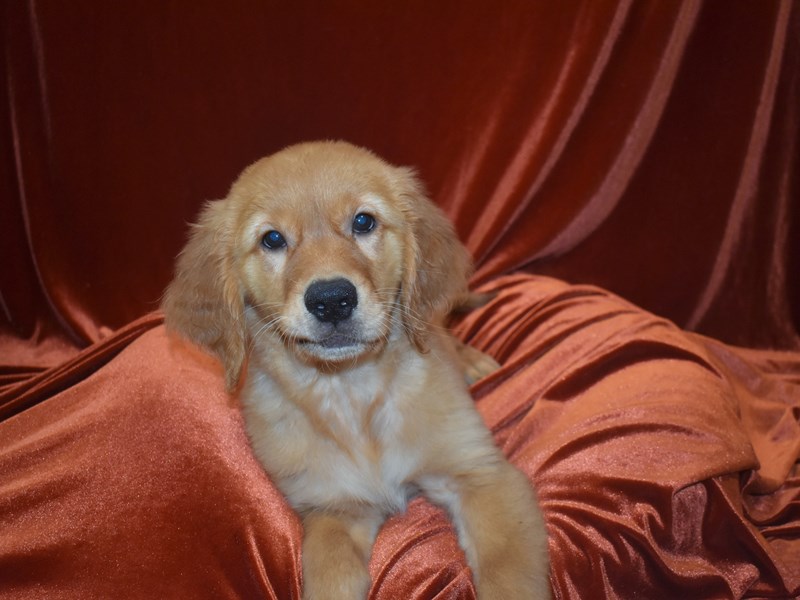 Golden Retriever-DOG-Male--3788337-Petland Dunwoody