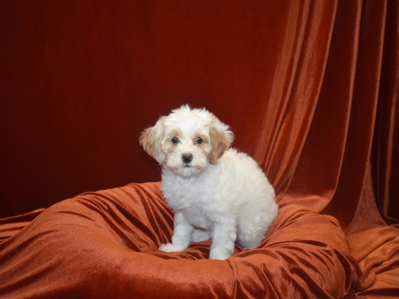 Mini Goldendoodle-Female--3796700-Petland Dunwoody Puppies For Sale