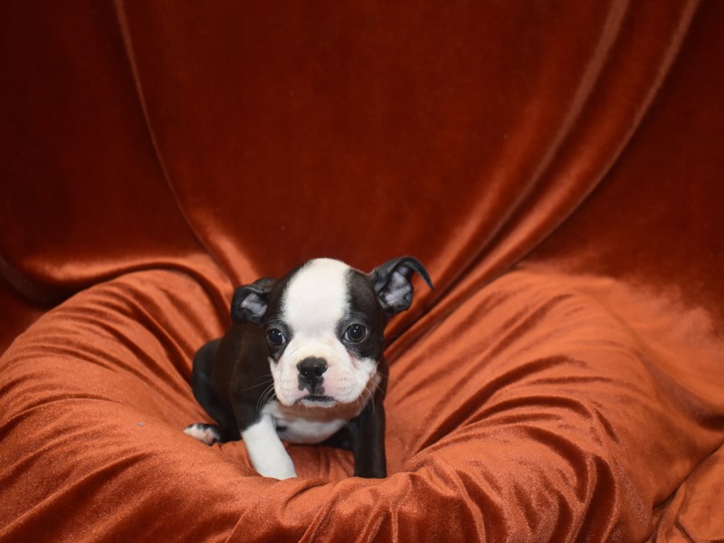 Boston Terrier-Female-Black & White-3815827-Petland Dunwoody Puppies For Sale
