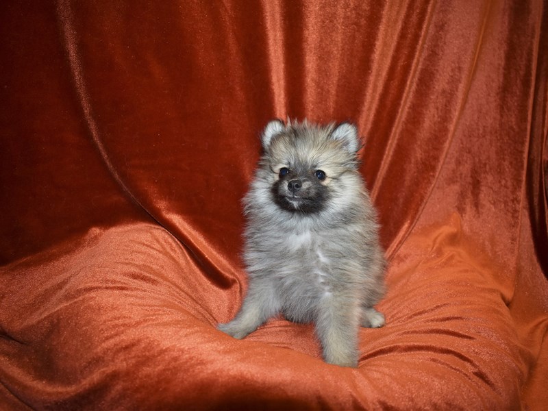 Pomeranian-Male-Wolf Sable-3824013-Petland Dunwoody Puppies For Sale
