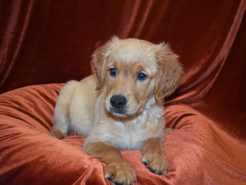 Golden Retriever-DOG-Female-Golden-3824167-Petland Dunwoody Puppies For Sale