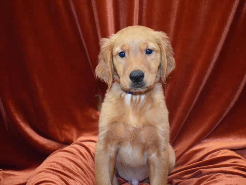 Golden Retriever-Male-Dark Golden-3824165-Petland Dunwoody Puppies For Sale