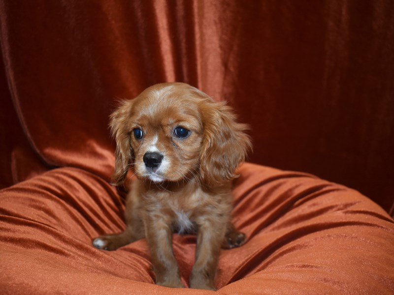 Cavalier King Charles Spaniel-DOG-Female-Ruby-3824511-Petland Dunwoody Puppies For Sale