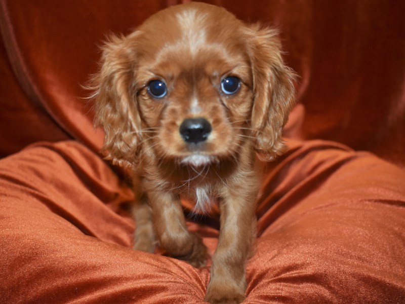 Cavalier King Charles Spaniel-DOG-Female-Ruby-3824507-Petland Dunwoody Puppies For Sale