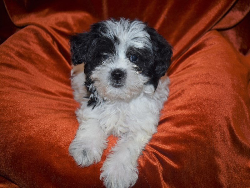 Shih-Poo-Male-Black & White-3833474-Petland Dunwoody Puppies For Sale