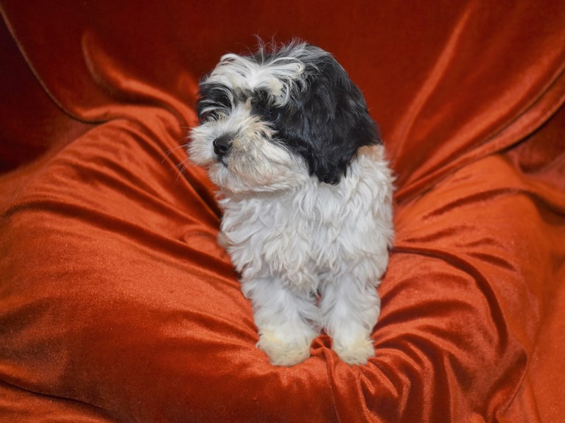 Shih-Poo-Male-Black & White-3833496-Petland Dunwoody Puppies For Sale