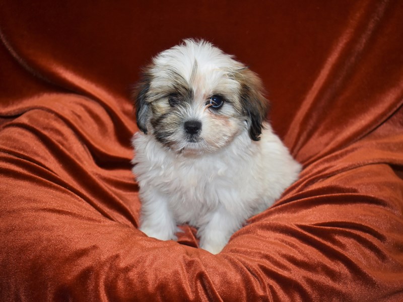 Malshih-DOG-Female-Brown and White-3833533-Petland Dunwoody