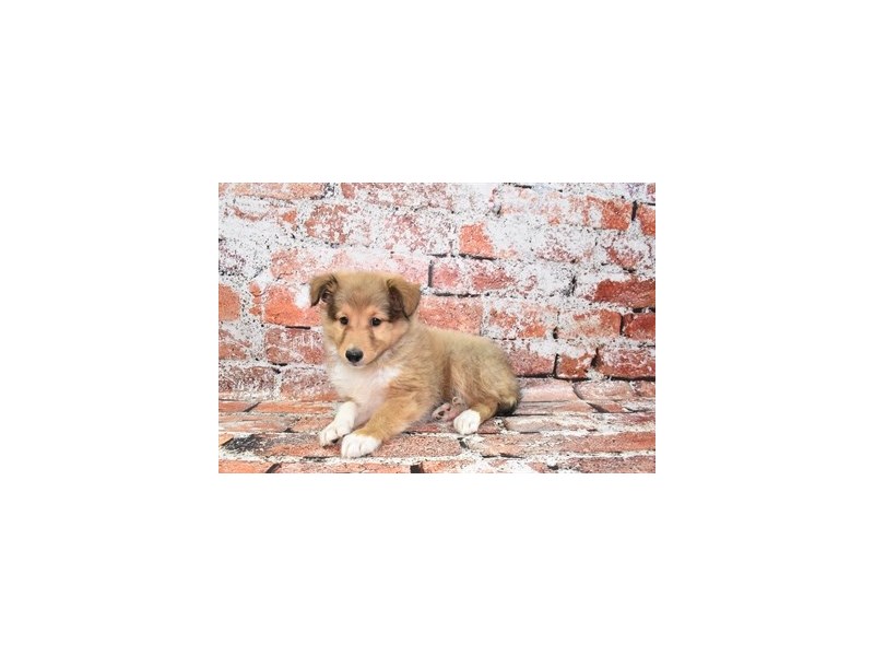 Shetland Sheepdog-Female-Sable and White-3840314-Petland Dunwoody Puppies For Sale