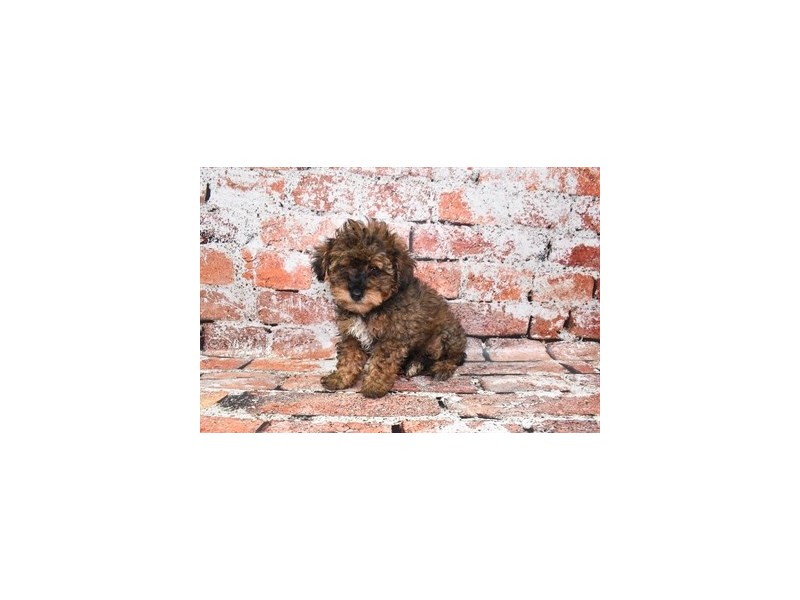 Poodle-DOG-Male-Café-3840391-Petland Dunwoody Puppies For Sale