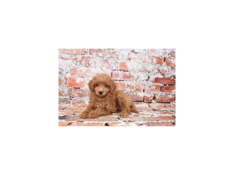 Mini Goldendoodle 2nd Gen-Male-Golden-3840609-Petland Dunwoody Puppies For Sale