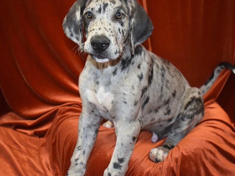 Great Dane-Male-merle-3850881-Petland Dunwoody