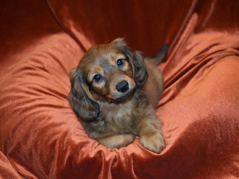 Dachshund X Mini Goldendoodle-Male--3851530-Petland Dunwoody Puppies For Sale
