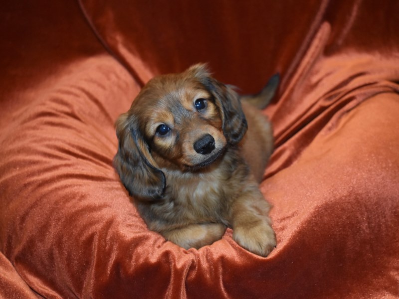 Dachshund X Mini Goldendoodle-Male--3851530-Petland Dunwoody