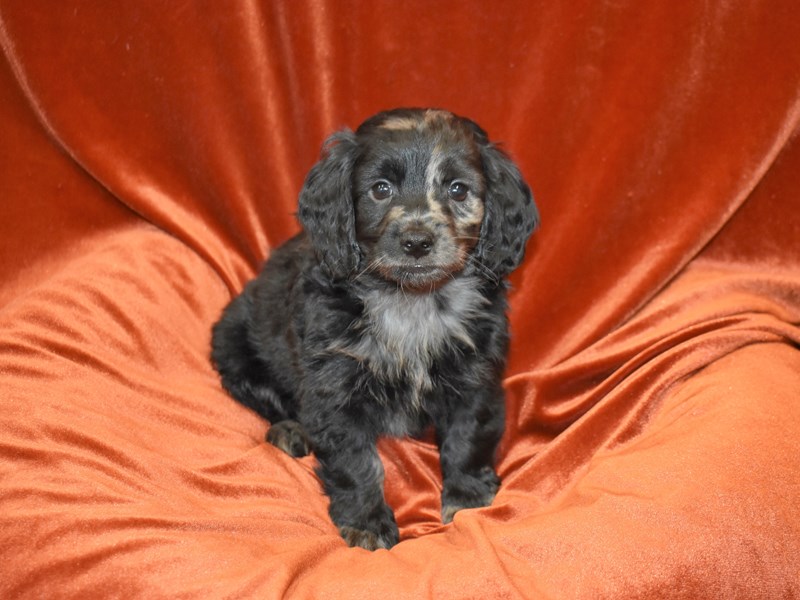 Dachshund X Mini Goldendoodle-Female--3851518-Petland Dunwoody Puppies For Sale