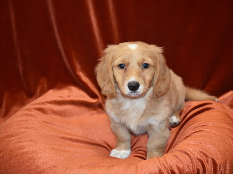 Dachshund X Mini Goldendoodle-Male--3851521-Petland Dunwoody Puppies For Sale