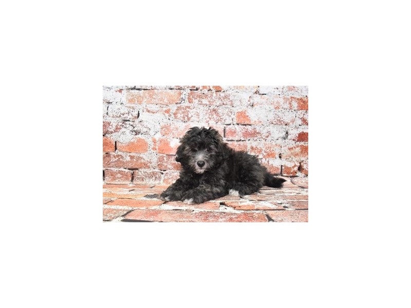 Havapoo-Male-Brindle-3859377-Petland Dunwoody Puppies For Sale