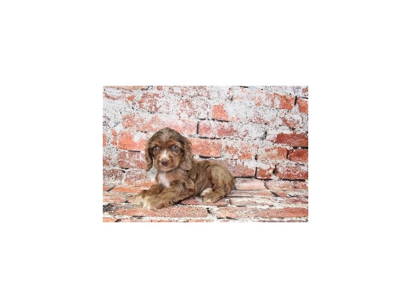 Cocker Spaniel-DOG-Male-Red Roan-3859381-Petland Dunwoody Puppies For Sale