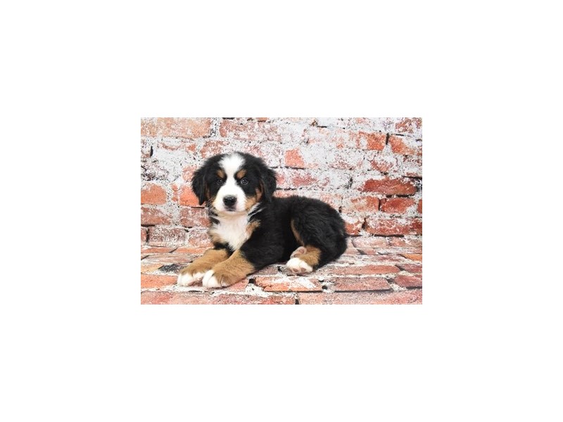 Bernese Mountain Dog-Male-Black and Rust-3859419-Petland Dunwoody