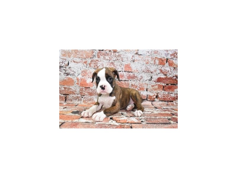 Boxer-Male-Brindle-3859428-Petland Dunwoody Puppies For Sale