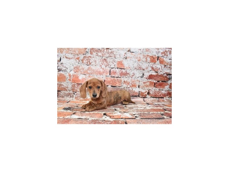 Dachshund-Female-Red-3859526-Petland Dunwoody Puppies For Sale