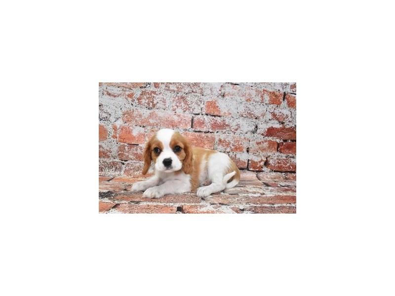 Cavalier King Charles Spaniel-DOG-Male-Blenheim-3859635-Petland Dunwoody Puppies For Sale