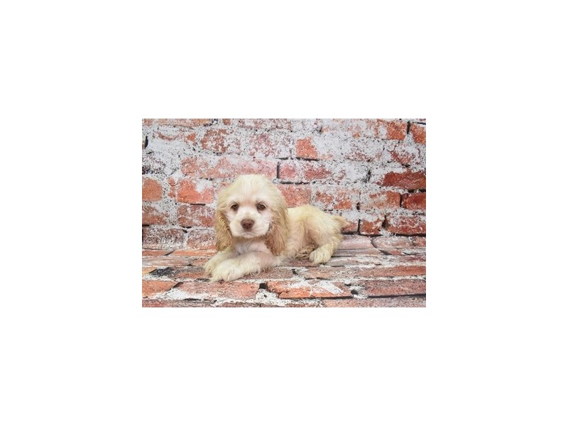 Cocker Spaniel-DOG-Female-Buff-3859744-Petland Dunwoody Puppies For Sale