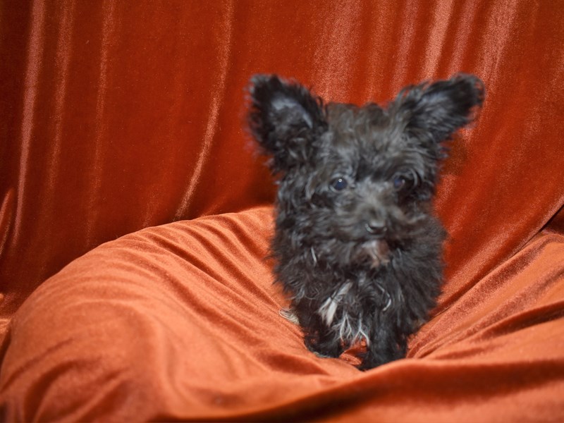 Yorkiepoo-Male--3851343-Petland Dunwoody