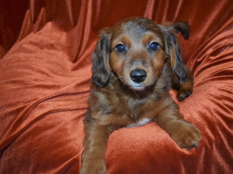 Dachshund X Mini Goldendoodle-Female--3851534-Petland Dunwoody Puppies For Sale