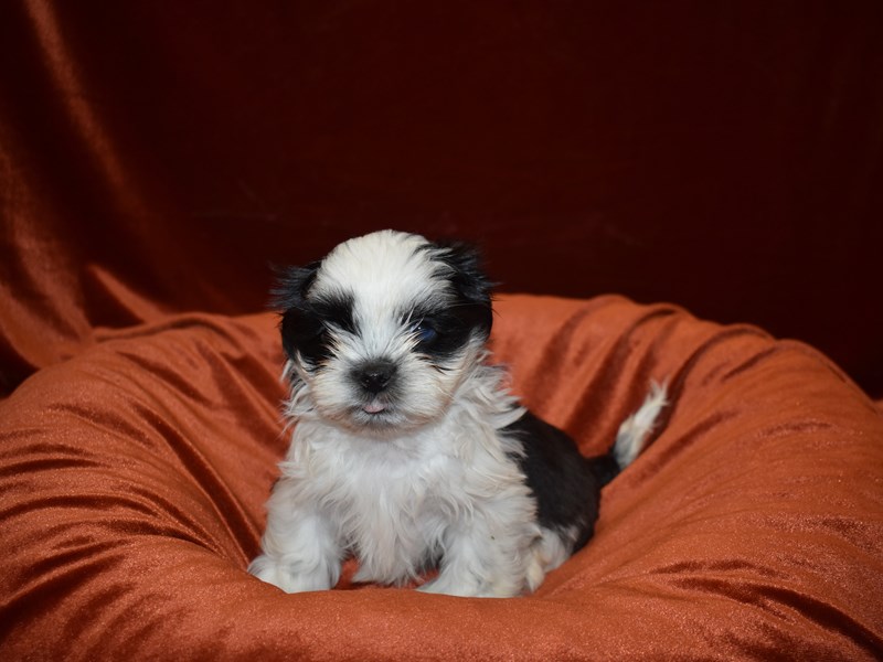Teddy Bear-DOG-Male-Black & White-3869133-Petland Dunwoody Puppies For Sale