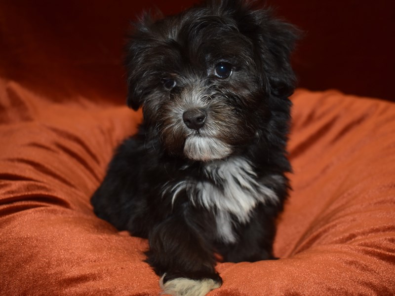 Coton De Tulear-Female-Black and White-3868656-Petland Dunwoody Puppies For Sale