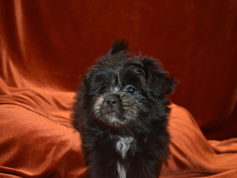 Shih Pom-Male-Black-3868595-Petland Dunwoody Puppies For Sale