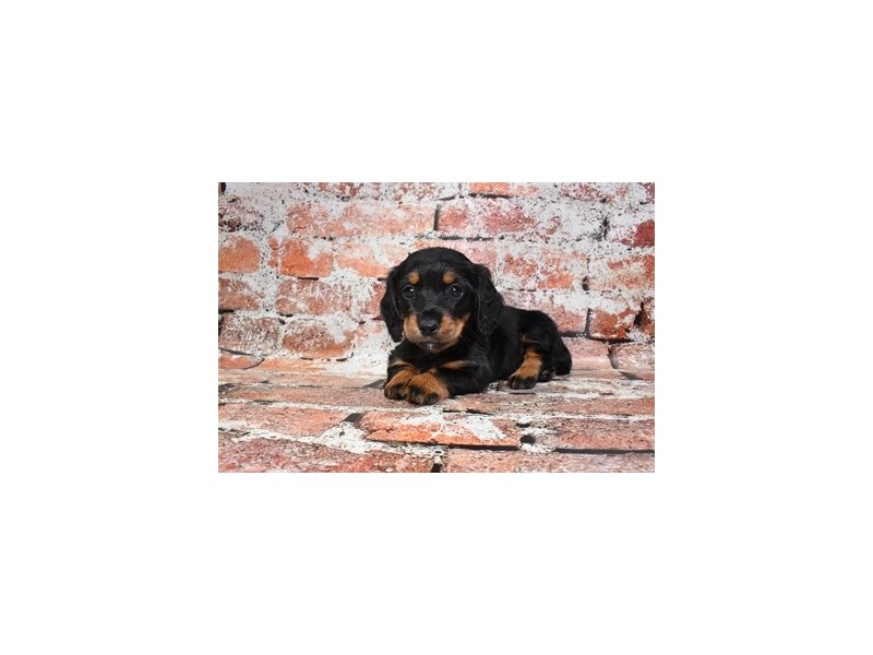 Dachshund-Female-Black and Tan-3878097-Petland Dunwoody Puppies For Sale