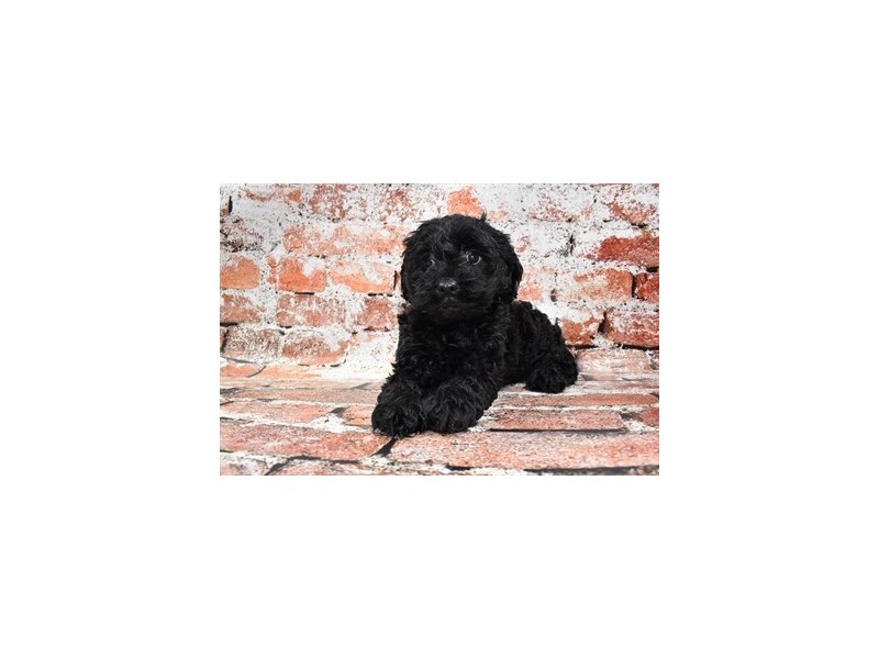 Cockapoo-Female-Black-3878140-Petland Dunwoody Puppies For Sale