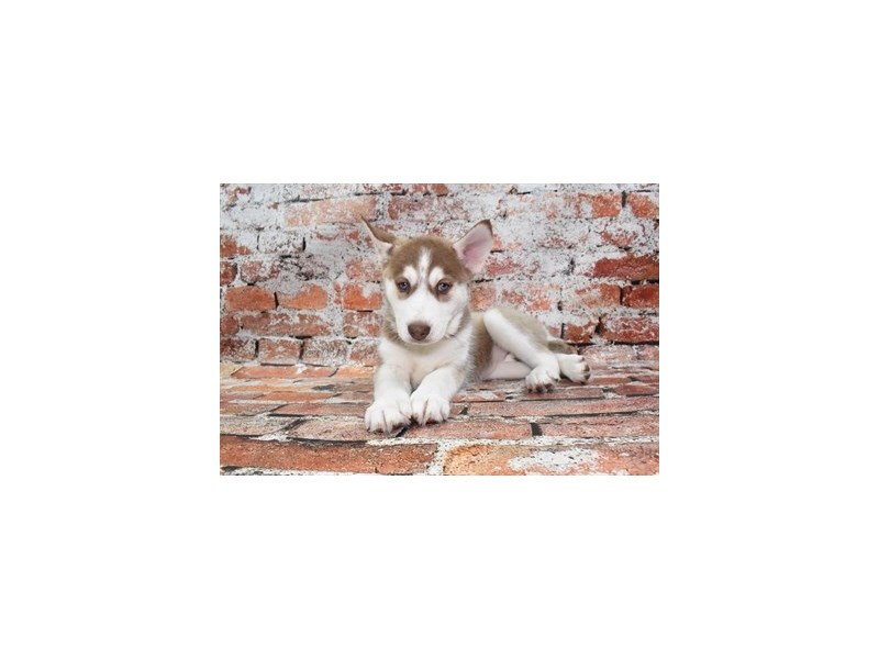 Siberian Husky-DOG-Female-Red and White-3878158-Petland Dunwoody Puppies For Sale