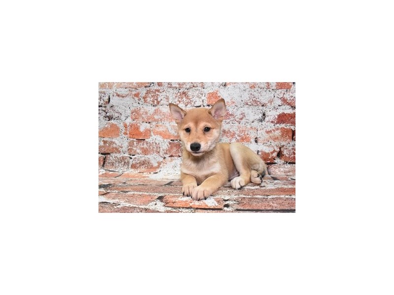 Shiba Inu-DOG-Female-Red-3878172-Petland Dunwoody
