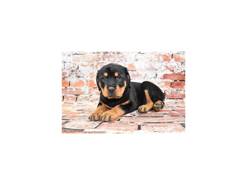 Rottweiler-Female-Black and Mahogany-3878217-Petland Dunwoody