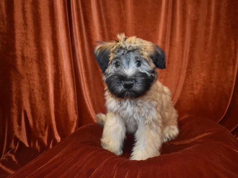 Soft Coated Wheaten Terrier-Female-Wheaten-3840484-Petland Dunwoody Puppies For Sale