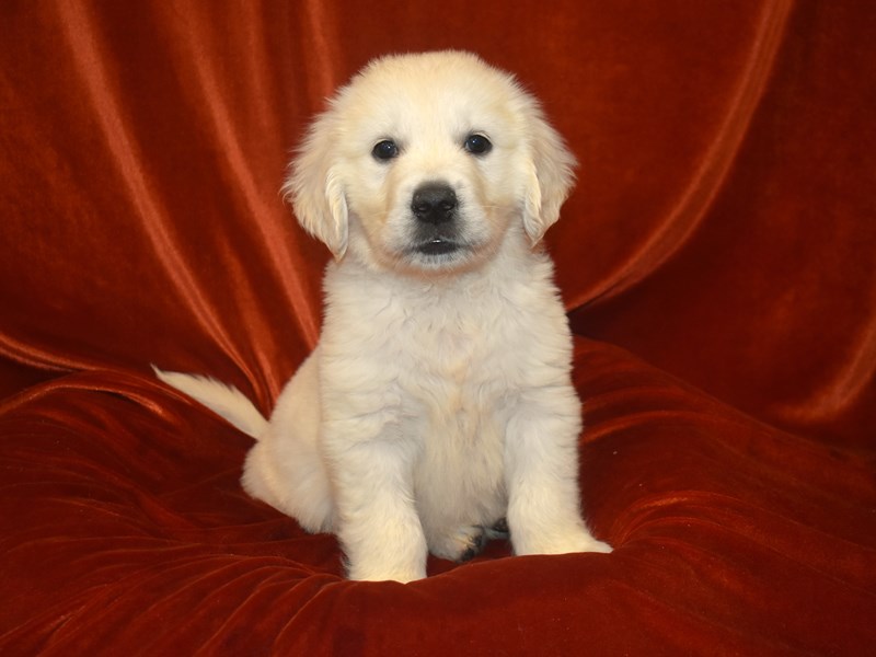 English Cream Golden Retriever-Male-Cream-3888201-Petland Dunwoody