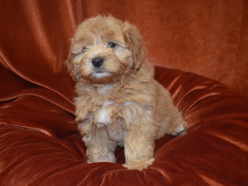 F1B Mini Goldendoodle-DOG-Male--3888154-Petland Dunwoody Puppies For Sale