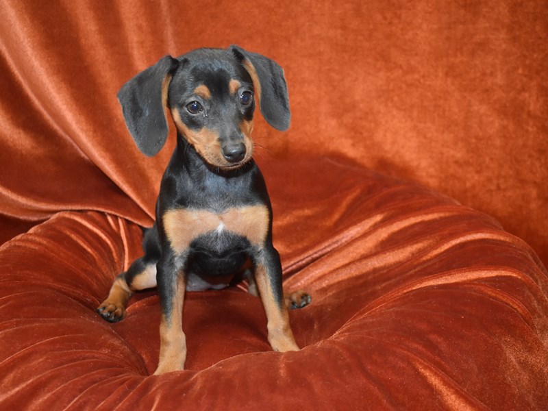 Mini Pinscher-DOG-Female-Black and Tan-3888148-Petland Dunwoody Puppies For Sale