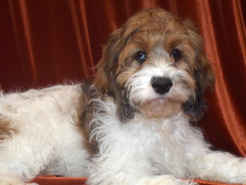 Cockapoo-DOG-Female--3796706-Petland Dunwoody Puppies For Sale
