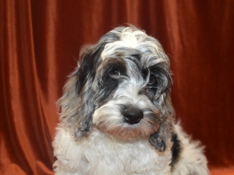 Cockapoo-DOG-Male--3796711-Petland Dunwoody Puppies For Sale