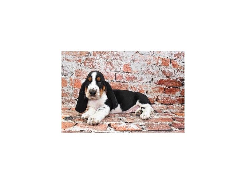 Basset Hound-Male-Black White and Tan-3895342-Petland Dunwoody Puppies For Sale