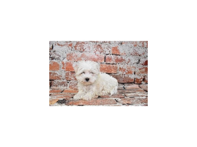 Maltese-Female-White-3895366-Petland Dunwoody