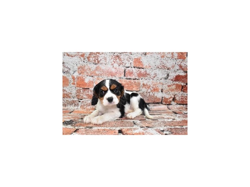 Cavalier King Charles Spaniel-DOG-Female-Black and White-3895423-Petland Dunwoody Puppies For Sale